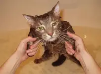 NO I AM NOT your good little kitty anymore..webp