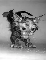 Traction....I\'m losing traction..webp