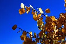 9-19c.webp