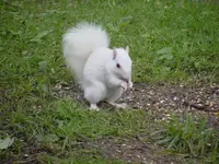 White Suirrel.webp