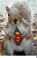 suirrel.webp