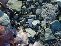 11-28-10 insitu.webp