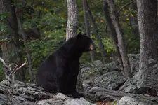 Bears_Sept2010_0001.webp