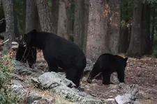Bears_Sept2010_0012.webp