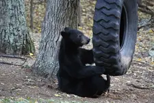 Bears_Sept2010_0018.webp