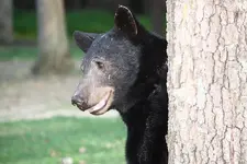 Bears_Sept2010_0024.webp