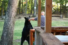 Bears_Sept2010_0034.webp