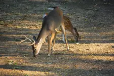 deer_1.webp