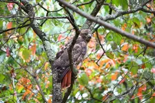 Redtail_Hawk.webp