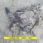 116turt2.webp