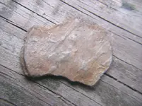 new coin2.webp