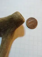 Artifact Antler2.webp