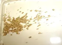 gold 7.webp