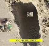 1112DIG1.webp