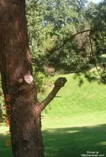 wood.webp
