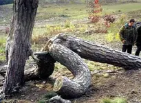 got-wood.webp