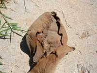 DSCF5361.webp