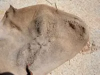DSCF5360.webp