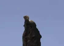 turtle-standing.webp