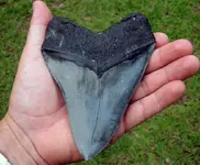 Tooth.webp