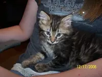 izzy.webp