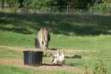 0928rollingontheground.webp