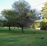 0928appletree.webp