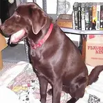 charlie.webp