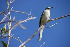 bird.webp