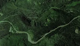 forest2.webp