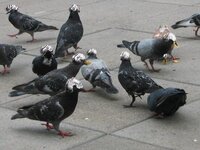 pigeons_tinfoil.jpg