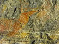 DSCF5055.webp