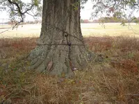 003.webp