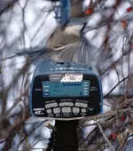 bird two.webp