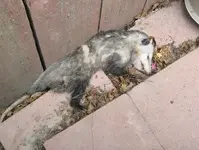 possum.webp