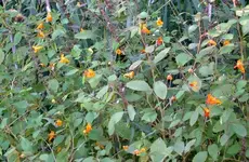 jewel_weed_971.webp