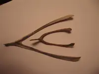 wisbone (Small).webp