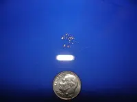 1st pan o concentrate.webp