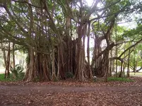 100_0995.webp