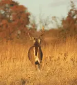 IMG_6830 (584x650).webp
