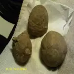 Dino eggs.webp