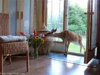 Pet Shots #2.webp