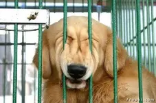 Pet Shots #5.webp