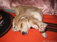 Pet Shots #6.webp