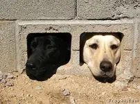 Pet Shots #7.webp