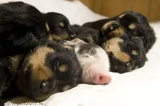 Pet Shots #8.webp