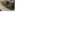 pet wood 1.webp