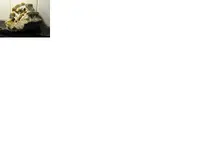 pet wood 10.webp