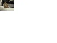 pet wood 5.webp