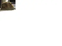 pet wood 6.webp